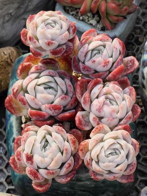 网友爆料多肉视频大全集,网友爆料，养肉秘籍大公开！  第1张