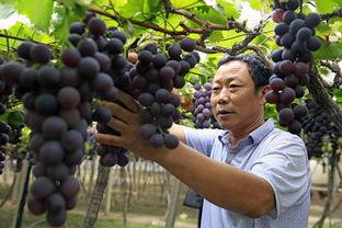 西昌的瓜最新爆料,揭秘最新瓜种传奇 第2张 西昌的瓜最新爆料,揭秘最新瓜种传奇 第2张