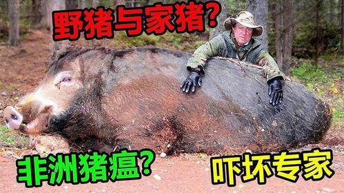 超级野猪最早爆料视频播放,揭秘神秘生物神秘面纱  第3张